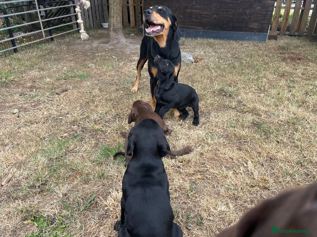 Mixed Breed dogs for sale: Vizlador x Weimaraner puppies - Image 3