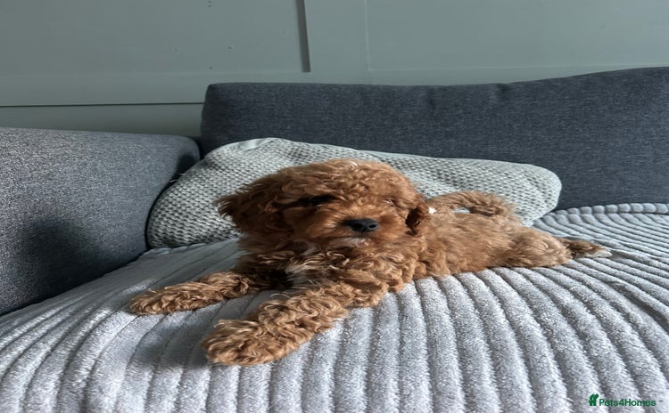 Cockapoo dogs in Prestwick - Advert 6