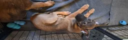 Belgian Shepherd Dog dogs for sale: 3 boys looking for forever homes - Advert 4