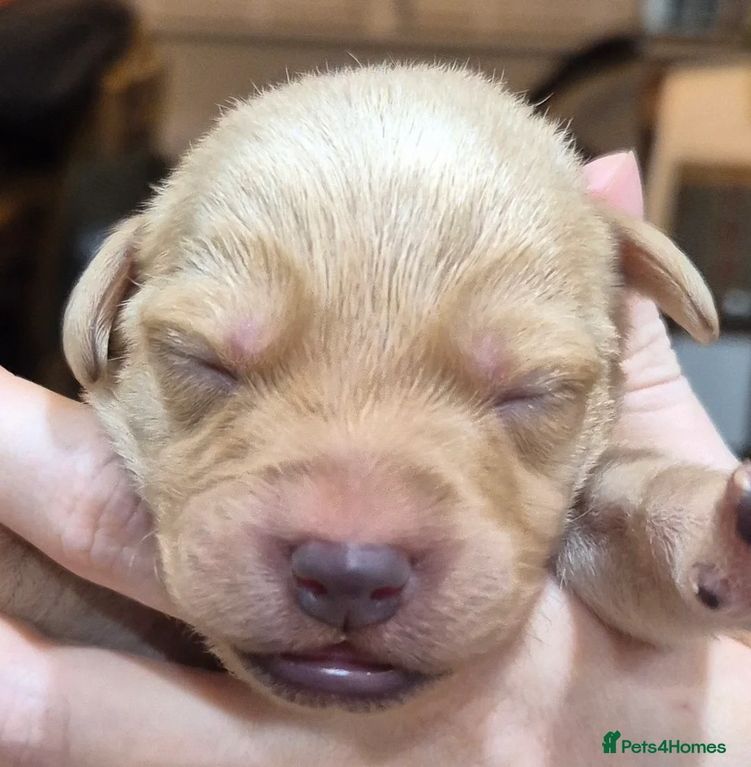 Labrador Retriever dogs for sale: KC Reg Yellow Lab Puppy - Advert 7