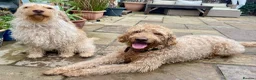 Labradoodle dogs for sale: 🐾 Exceptional Rare Multigen Labradoodle Puppies   in Salisbury - Advert 4