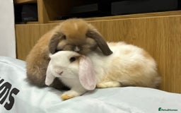 Mini Lop rabbits for sale: 2 beautiful mini lop girls available  - Image 1