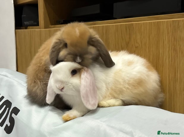 Mini Lop rabbits - Advert 2