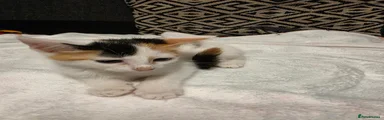 Patches
