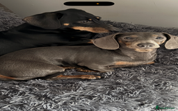 Miniature Dachshund dogs for sale: 2 year old miniature dachshund female  - Image 2