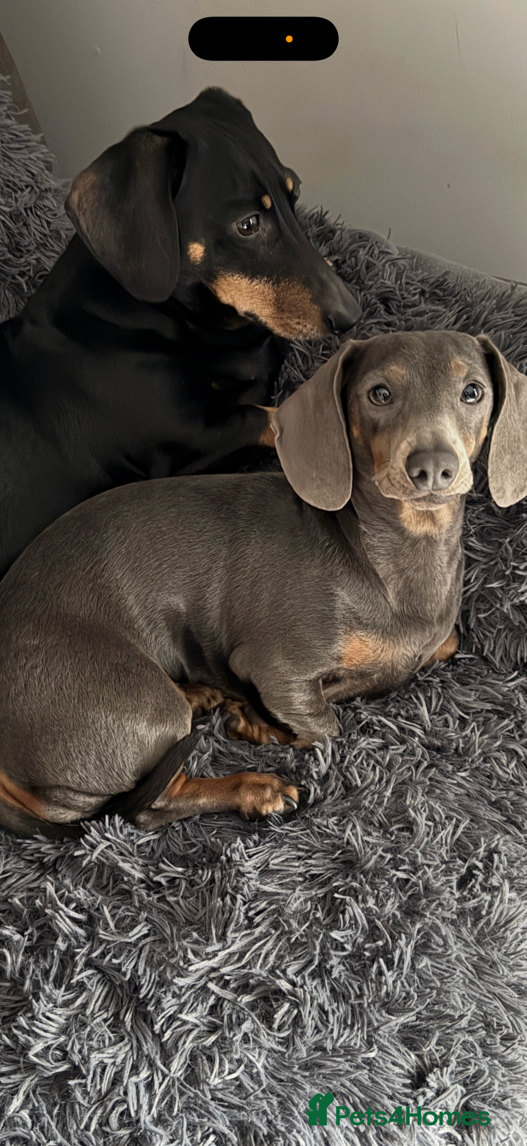 Miniature Dachshund dogs for sale: 2 year old miniature dachshund female  - Image 2