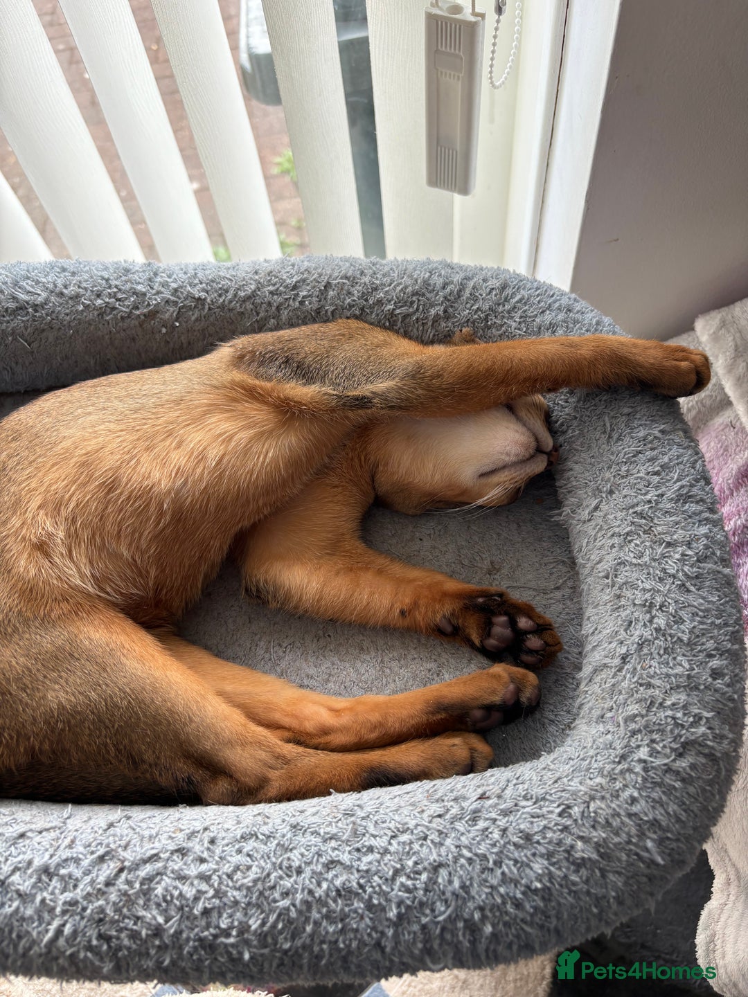 Abyssinian cats for sale: Cute Abyssinian kitten pedigree male - breeding  in Newcastle upon Tyne - Image 7
