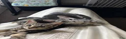 Domestic Shorthair cats for sale: 𝟐 𝐃𝐎𝐌𝐄𝐒𝐓𝐈𝐂 𝐒𝐇𝐎𝐑𝐓𝐇𝐀𝐈𝐑 🤎🩶 - Advert 10