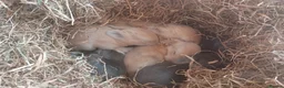 Mixed Breed rabbits for sale: Baby bunnies for sale will be 8 weeks 1st April  - Advert 6