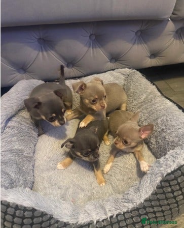 Chihuahua dogs Lilac & Blue Tiny Apple Head Chihuahua Puppies - Advert 1