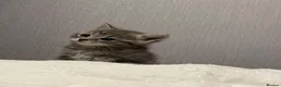 Russian Blue cats for sale: Beautiful Russian Blue kittens 8 weeks - Advert 2