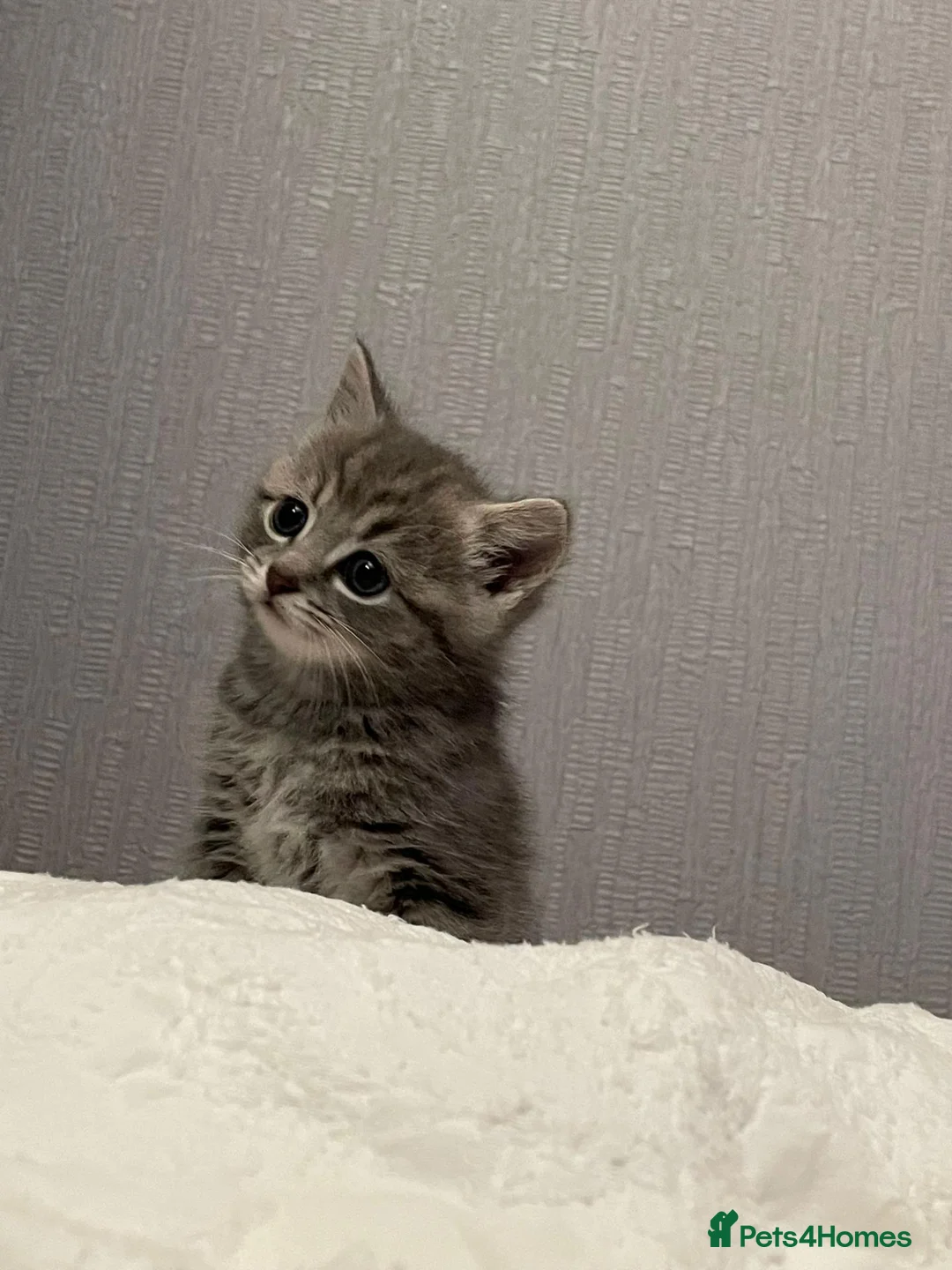 Russian Blue cats for sale: Beautiful Russian Blue kittens 8 weeks - Advert 2