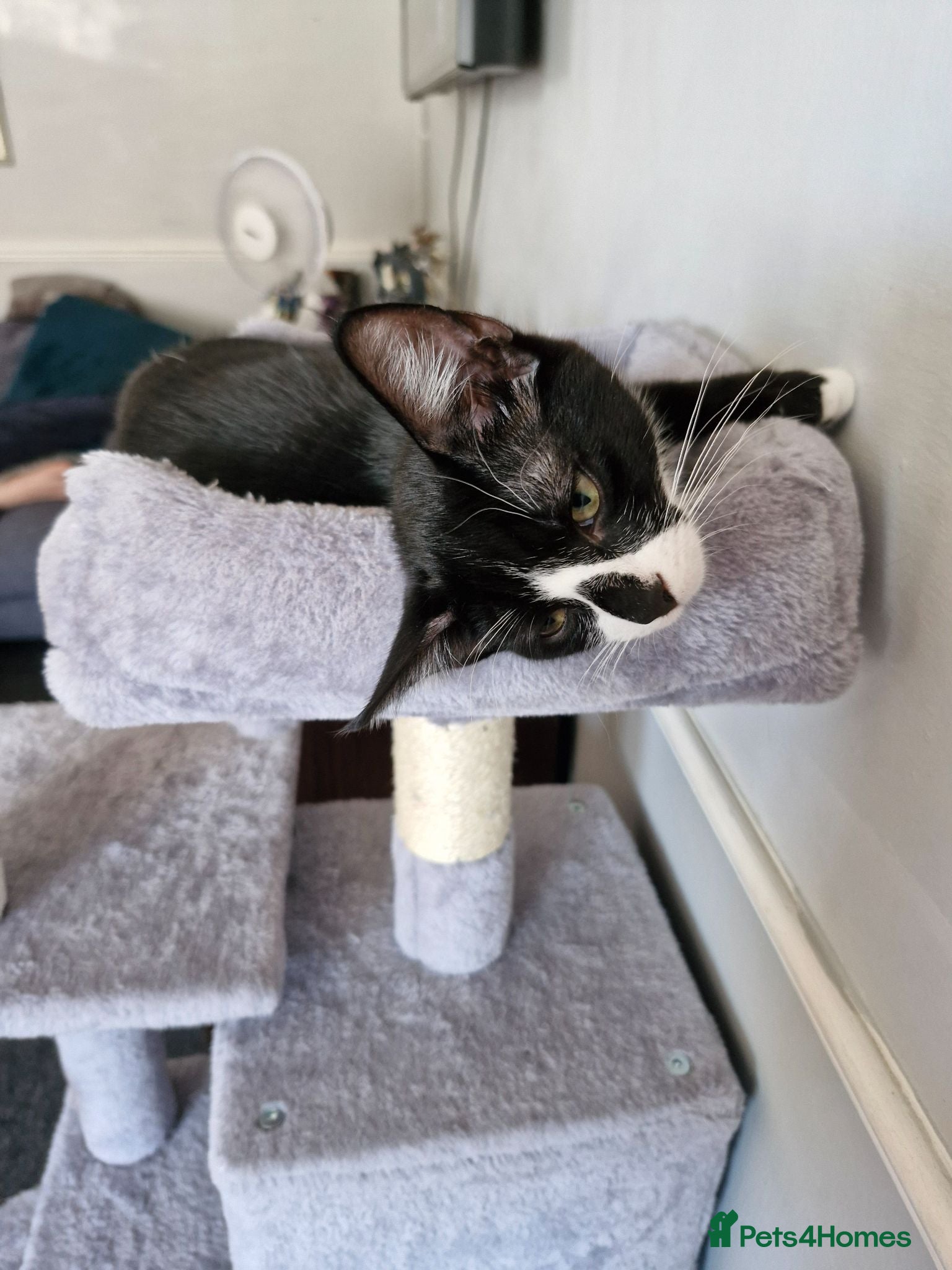 Mixed Breed cats Male kitten  - Advert 4