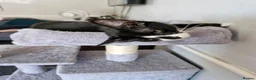 Mixed Breed cats for sale: Male kitten  - Advert 1