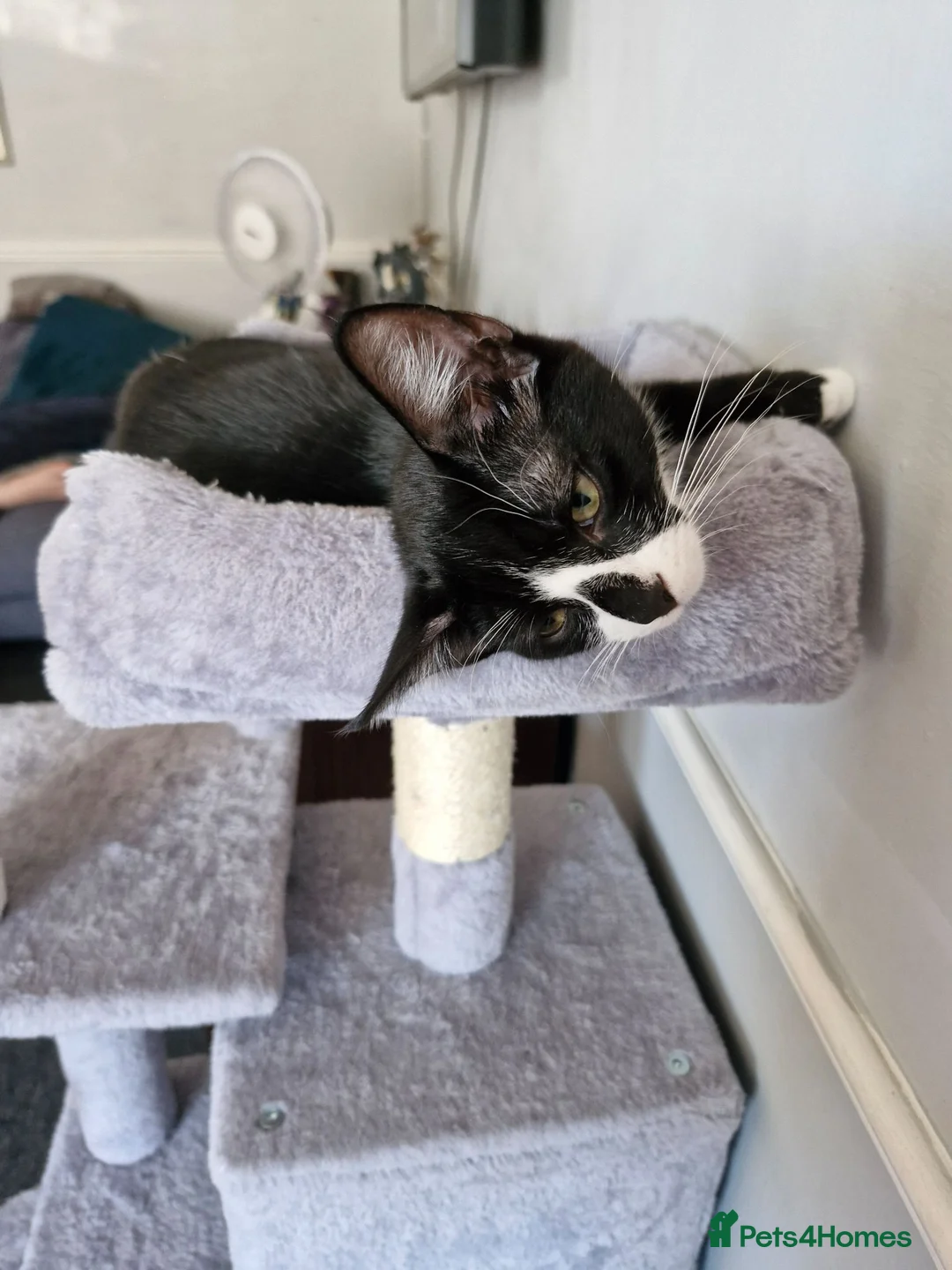 Mixed Breed cats for sale: Male kitten  - Advert 1