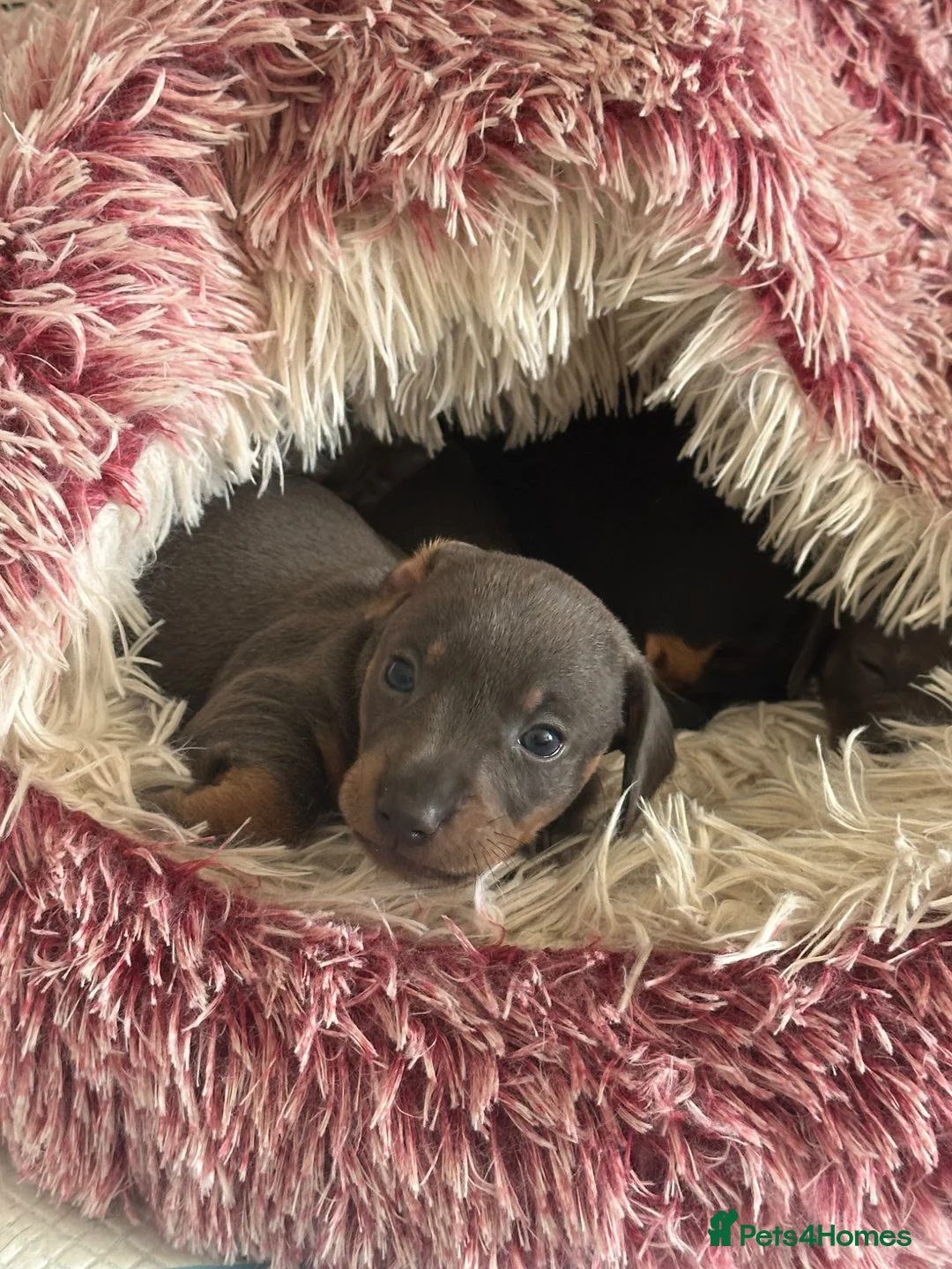 Miniature Dachshund dogs for sale: Miniature Dachshund  - Advert 2
