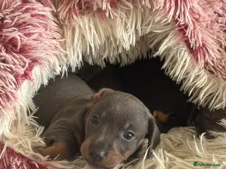 Miniature Dachshund dogs Miniature Dachshund - Advert 15