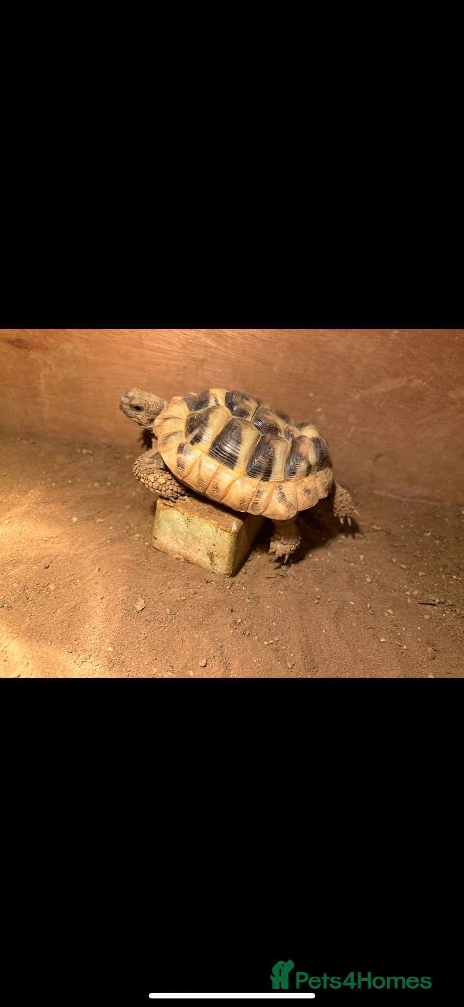 Hermann Tortoise reptiles Hermann tortoise rehoming  - Advert 18