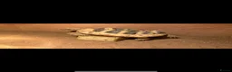 Hermann Tortoise reptiles for sale: Hermann tortoise rehoming  in Huntingdon - Advert 1