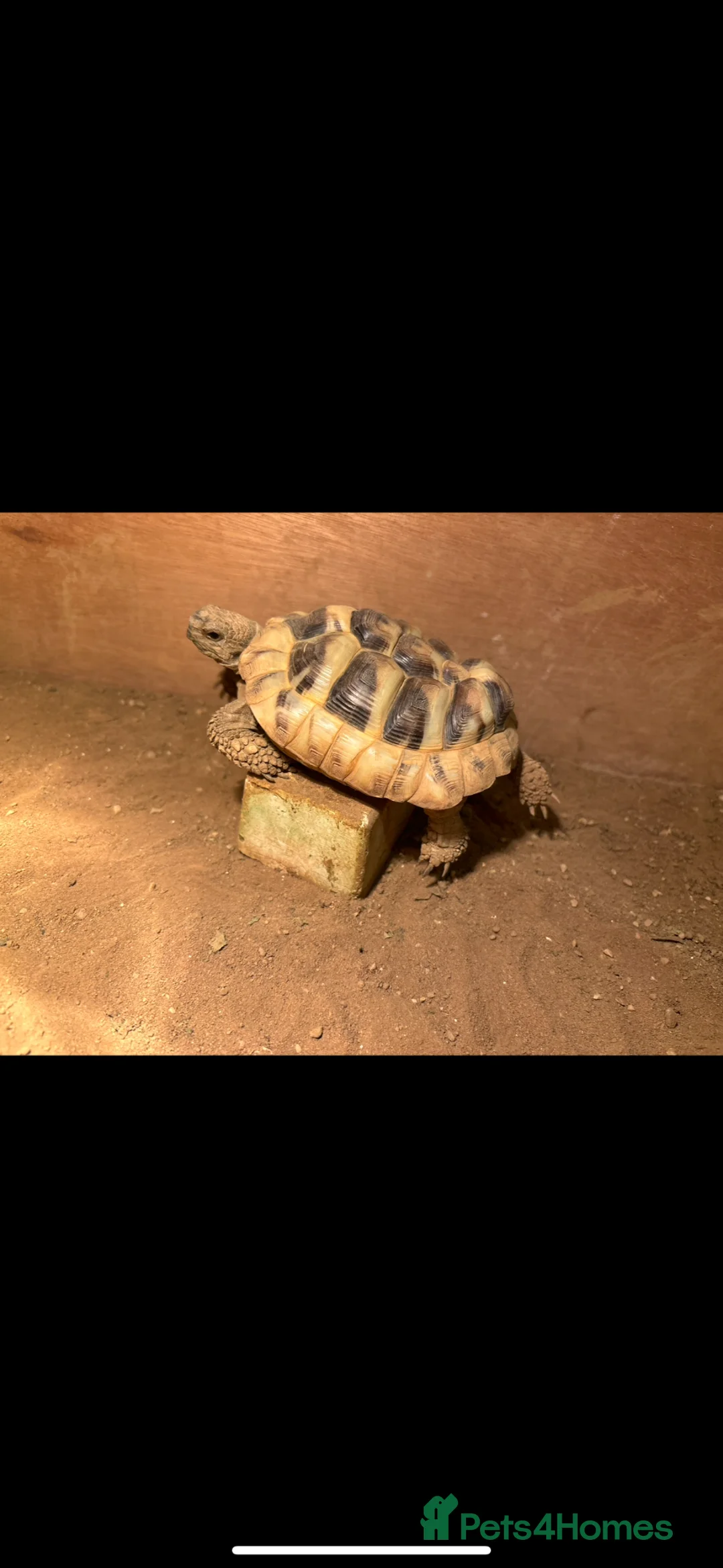 Hermann Tortoise reptiles for sale: Hermann tortoise rehoming  in Huntingdon - Advert 1