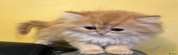 Persian cats for sale: 💖Purr-fect Persian Kittens 💖 PEDIGREE - Advert 8