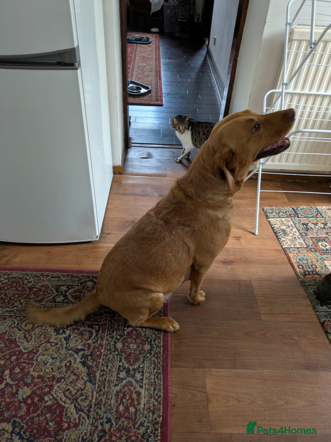 Labrador Retriever dogs for sale: Red and yellow Labrador puppies for sale. - Image 3