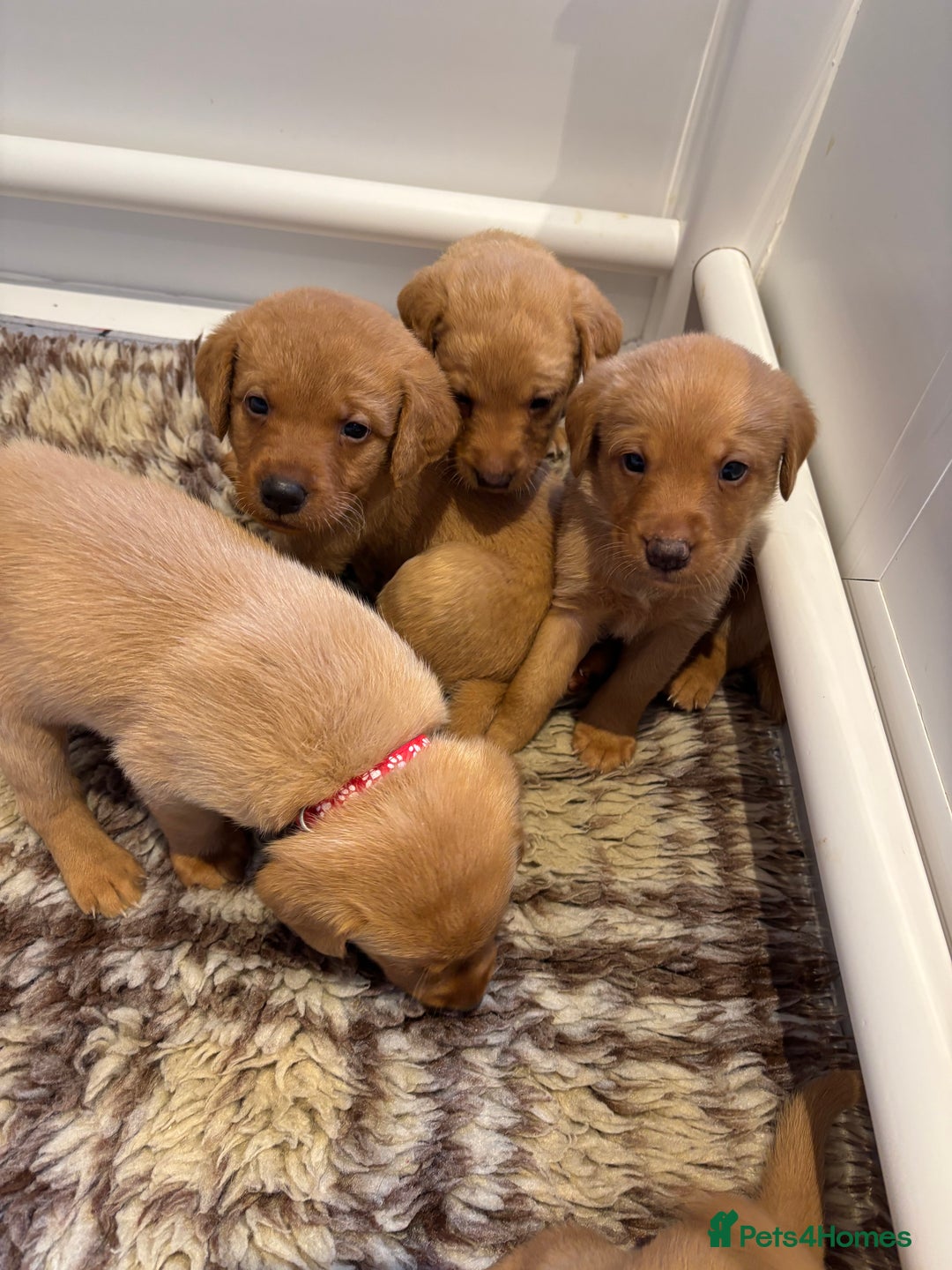 Labrador Retriever dogs for sale: Red fox / yellow KC Registered Labradors - Image 9