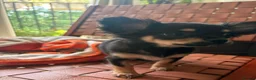 Chihuahua dogs for sale:  🐾 One little precious girl remaining 🐾  - Advert 14
