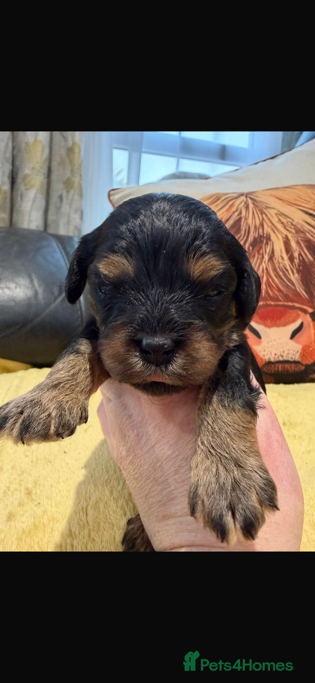 Cavapoo dogs for sale: Cavapoo F1 puppies some stunning colours - Image 5