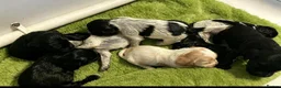 Cocker Spaniel dogs for sale: Pedigree Show Cockers - Advert 14