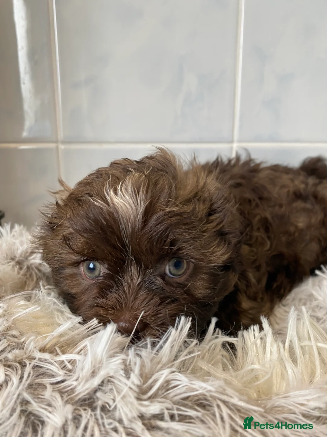 Shih Tzu dogs for sale: 💙3 shihtzu boys available now💙 - Advert 5