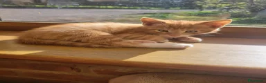 Mixed Breed 3