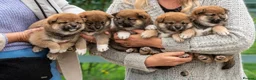Japanese Shiba Inu dogs for sale: Exclusive Japanese Shiba Inu Puppies  🇯🇵 - Advert 7