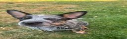 Australian Cattle Dog dogs for sale: 2 Beautiful Australian Cattle Dogs(1Male/1 Female) in Harlow - Advert 17