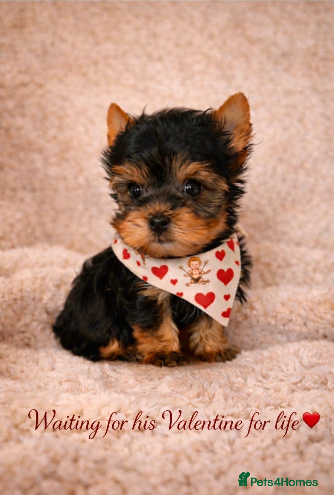 Yorkshire Terrier dogs Ready NOW Yorkie Terrier Puppy – A Special Boy ❤️ - Advert 7