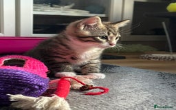 Ragcoon cats for sale: 2 Male kittens looking for forever homes  - Image 8