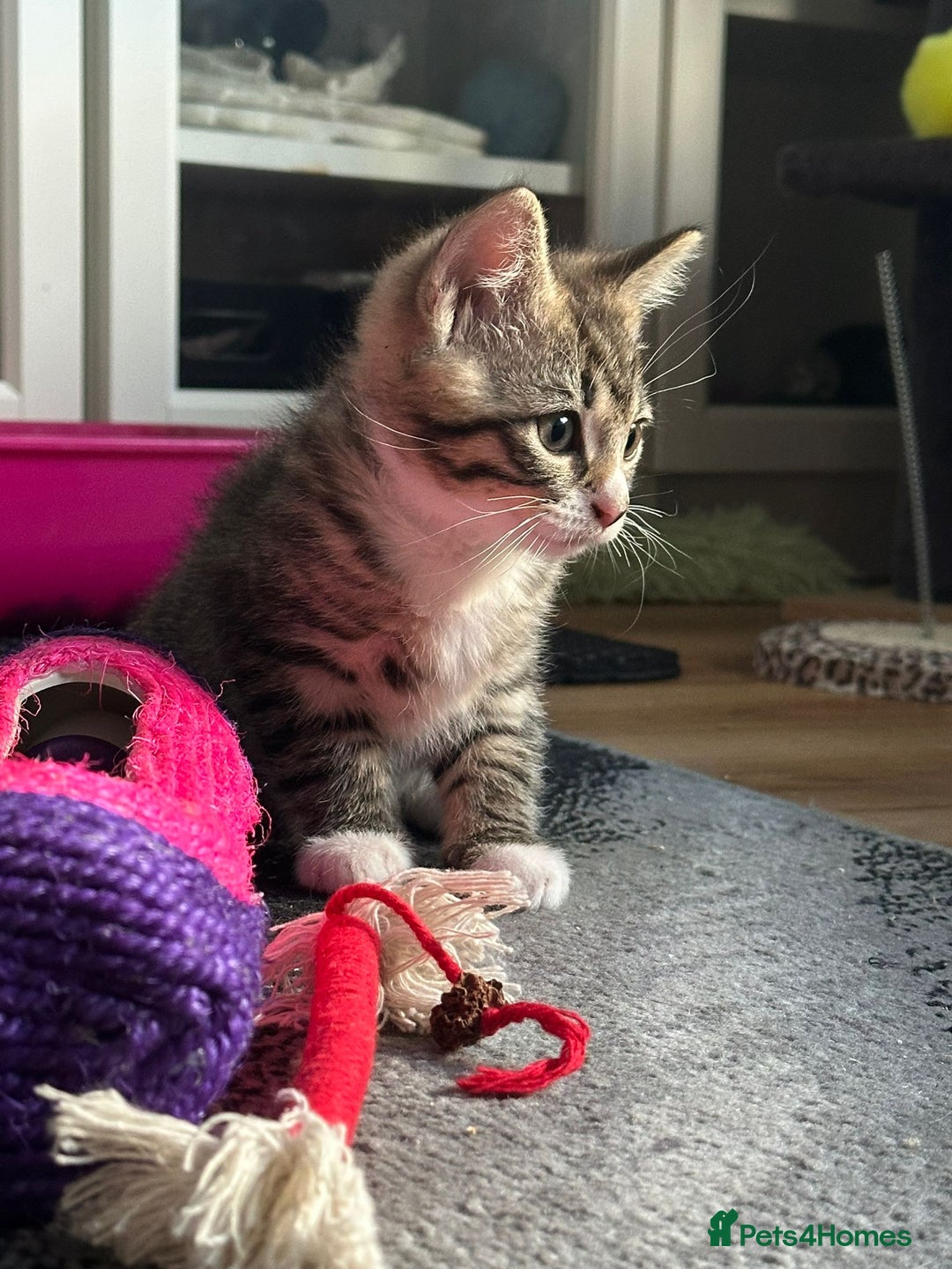 Ragcoon cats for sale: 2 Male kittens looking for forever homes  - Image 8