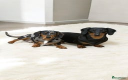 Miniature Dachshund dogs for sale: Stunning litter of Dapples 5 ⭐ Licensed Breeder - Image 18