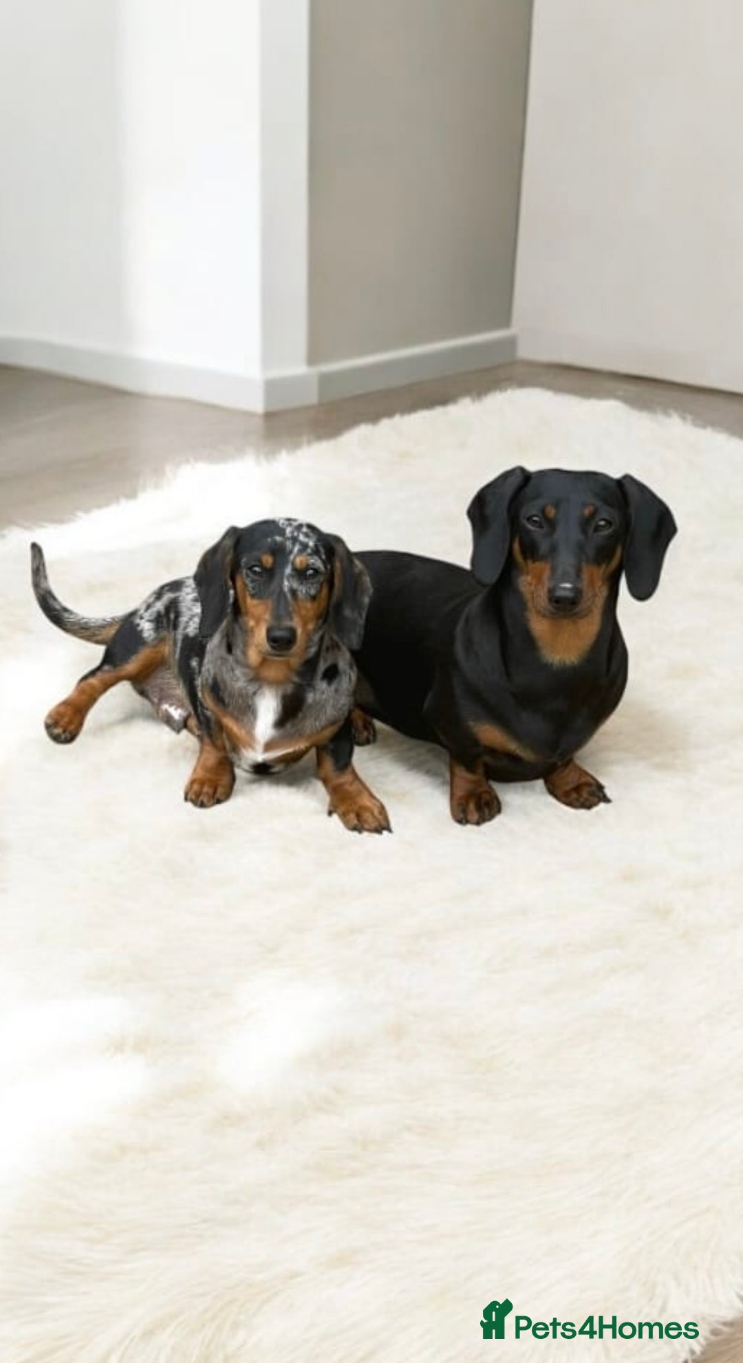 Miniature Dachshund dogs for sale: Stunning litter of Dapples 5 ⭐ Licensed Breeder - Image 18