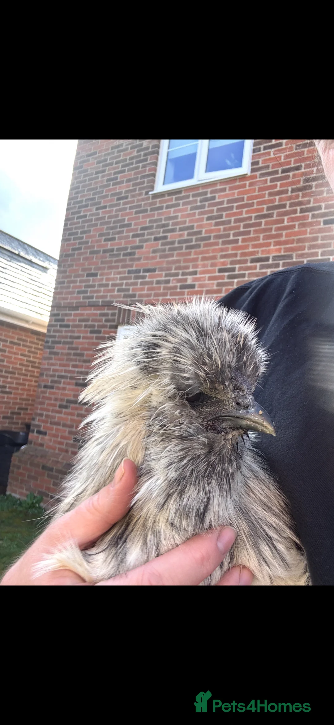 Chickens poultry for sale: Male Splash Silkie Chicken in Brentwood - Advert 2