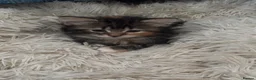Mixed Breed cats for sale: Playful kittens for sale  - Advert 5