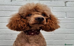 Miniature Poodle dogs for stud: Kc Minature Poodle for stud - Image 9