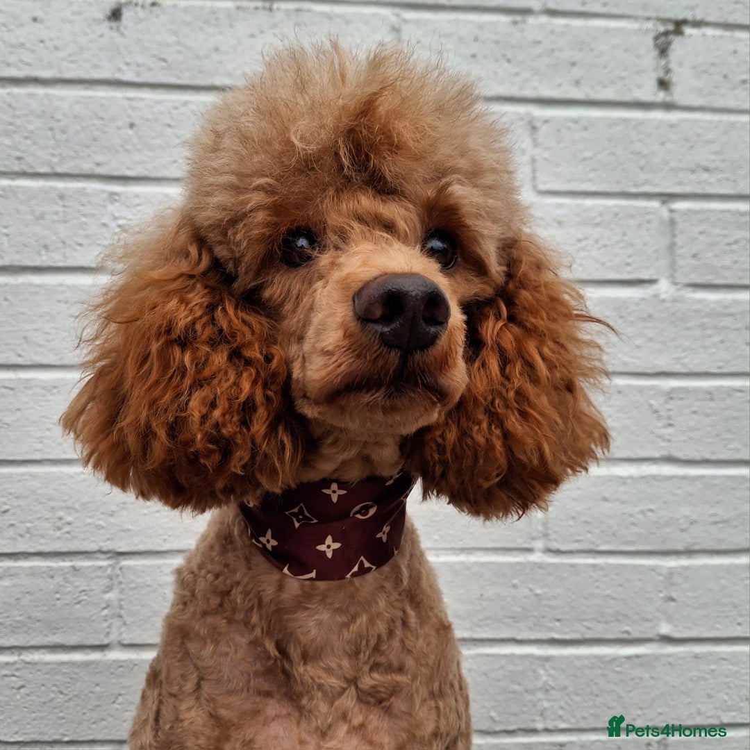 Miniature Poodle dogs for stud: Kc Minature Poodle for stud - Image 9