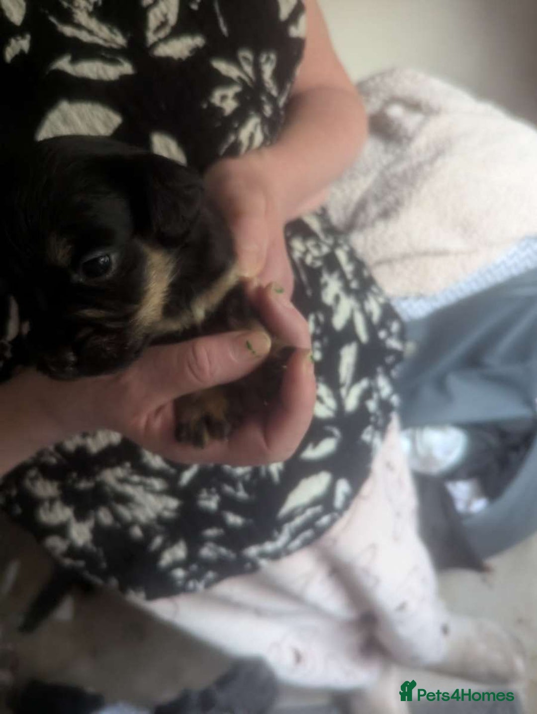 Mixed Breed dogs for sale: Gorgeous puppies looking for forever homes - Image 5