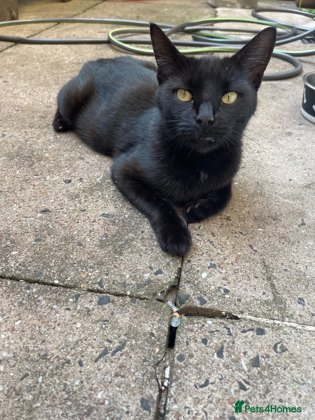 Mixed Breed cats for sale: Mixed breed Kittens - Advert 1