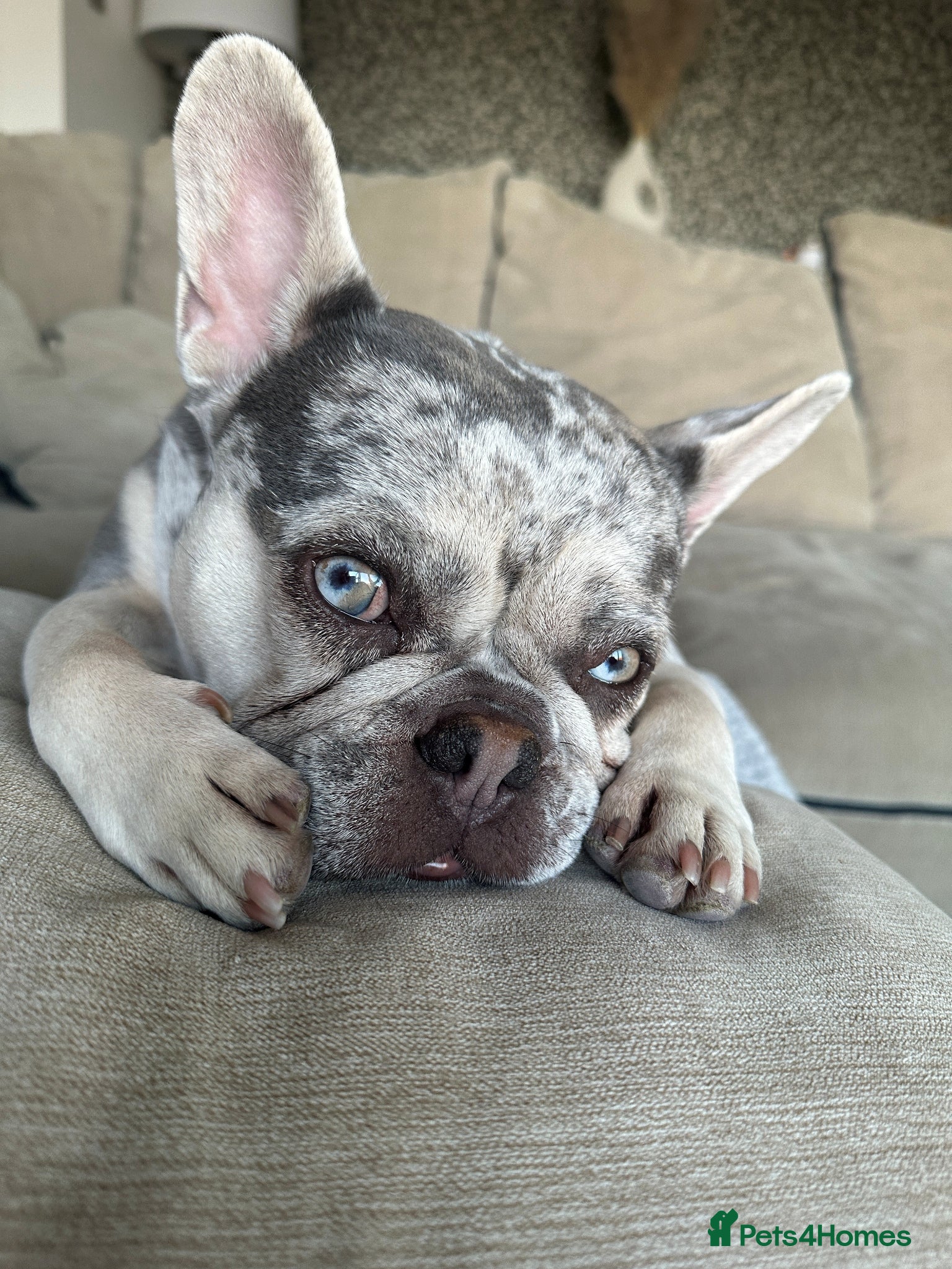 French Bulldog dogs ❤️🐶 MIKA – A LITTLE FRENCHIE FULL OF CHARACTER - Advert 4