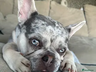 French Bulldog dogs ❤️🐶 MIKA – A LITTLE FRENCHIE FULL OF CHARACTER - Advert 4