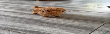 Cockapoo 2
