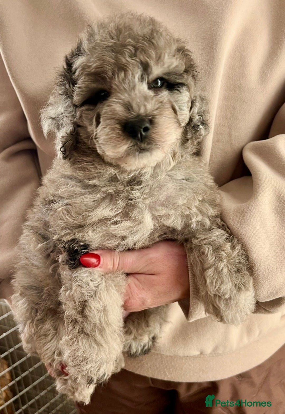 Labradoodle dogs for sale: F1b Labradoodles, Miniature Health tested parents - Advert 8
