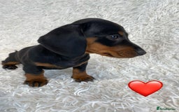 Miniature Dachshund dogs for sale: Miniature duscuhund  - Image 18